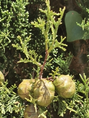 Cupressus sempervirens