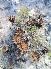 Plantae