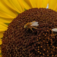 Eumelissodes