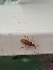 Gonocerus insidiator