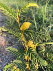 Chamaecrista