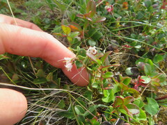 Vaccinium vitis-idaea