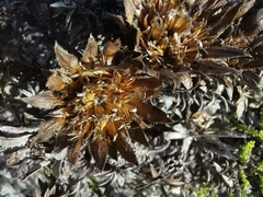 Plantae