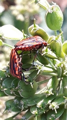 Graphosoma