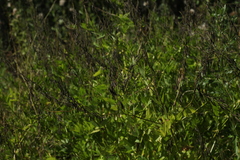 Galega orientalis