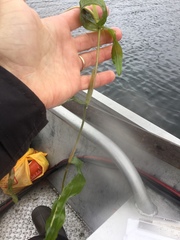 Potamogeton praelongus