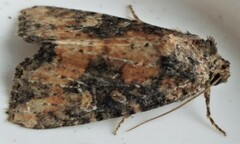 Mesapamea fractilinea