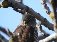 Accipiter cirrocephalus