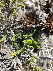 Plantae