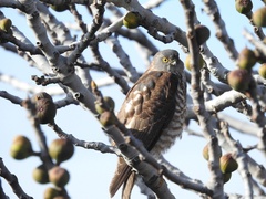 Accipiter cirrocephalus