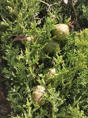 Cupressus sempervirens