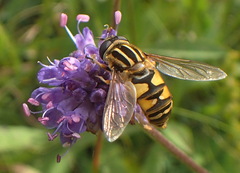 Helophilus pendulus