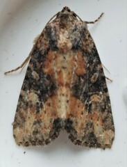 Mesapamea fractilinea