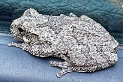 Hyla versicolor
