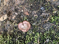 Deconica