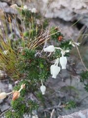 Erica calcareophila