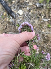 Agathosma serpyllacea