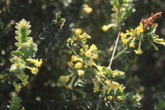 Struthiola argentea