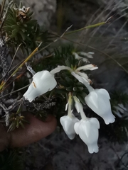 Erica calcareophila