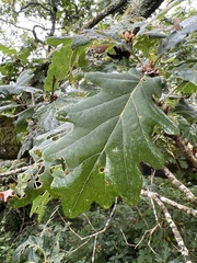 Quercus petraea