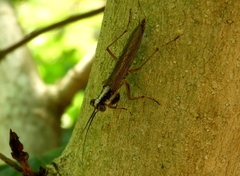 Mantoida maya