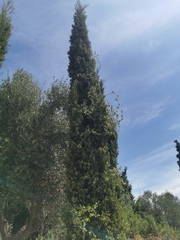 Cupressus sempervirens