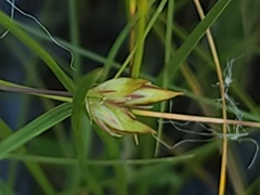 Juncus stygius americanus