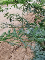 Prosopis juliflora