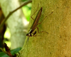 Mantoida maya