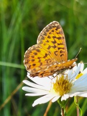 Boloria chariclea