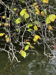 Crataegus mollis