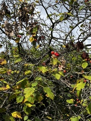 Crataegus mollis