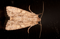 Apamea monoglypha