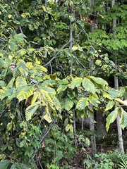 Litylenchus crenatae