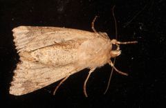 Apamea monoglypha