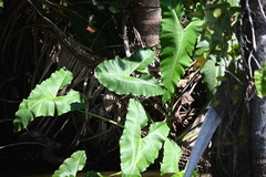 Philodendron