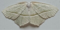Campaea perlata
