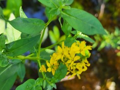 Lysimachia terrestris