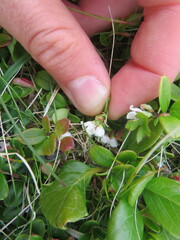 Vaccinium vitis-idaea
