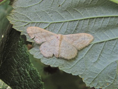 Idaea deversaria