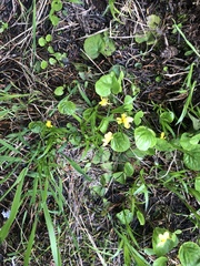 Viola orbiculata