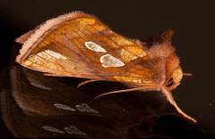 Plusia putnami gracilis