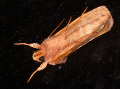 Plusia putnami gracilis