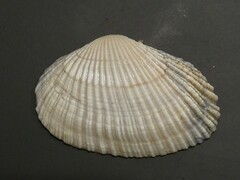 Asaphis violascens