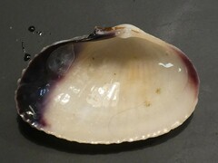 Asaphis violascens