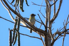 Cyclarhis gujanensis