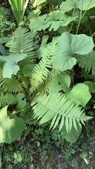 Matteuccia struthiopteris