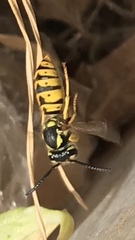 Vespula
