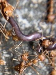 Oecophylla smaragdina