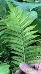 Matteuccia struthiopteris